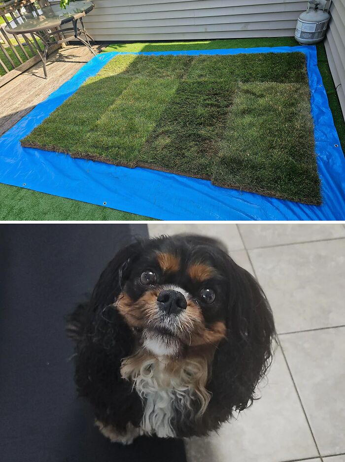 A roll of sod on a blue tarp, a clever solution for a dog's potty patch, with a cute dog looking up.