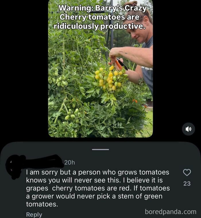 A social media post with a video about cherry tomatoes, and a comment being wrong about tomatoes.