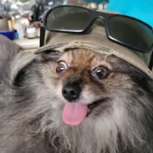 24329330583395705 avatar