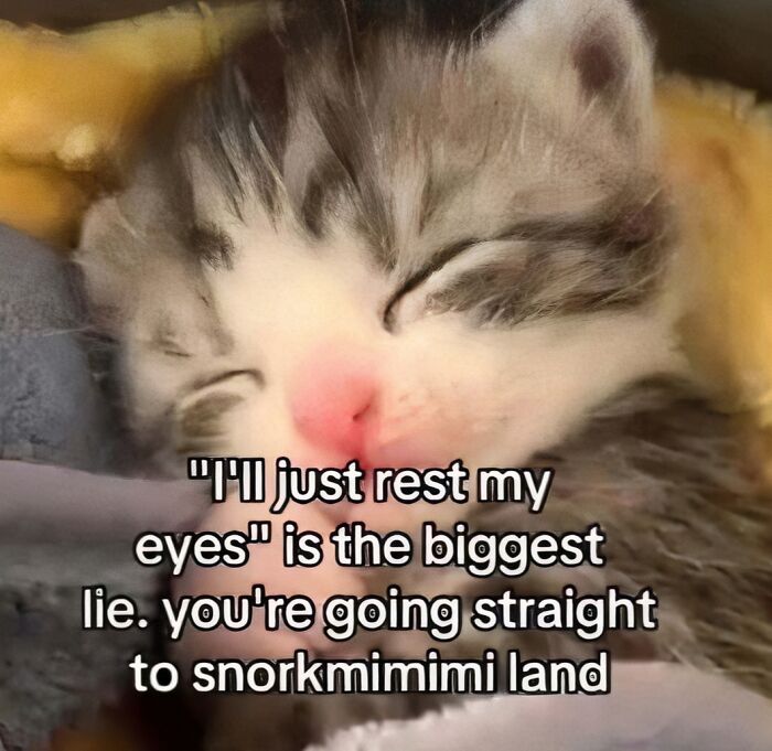A cute sleeping kitten with text overlay, an unhinged meme, about resting eyes and going to snorimimi land.