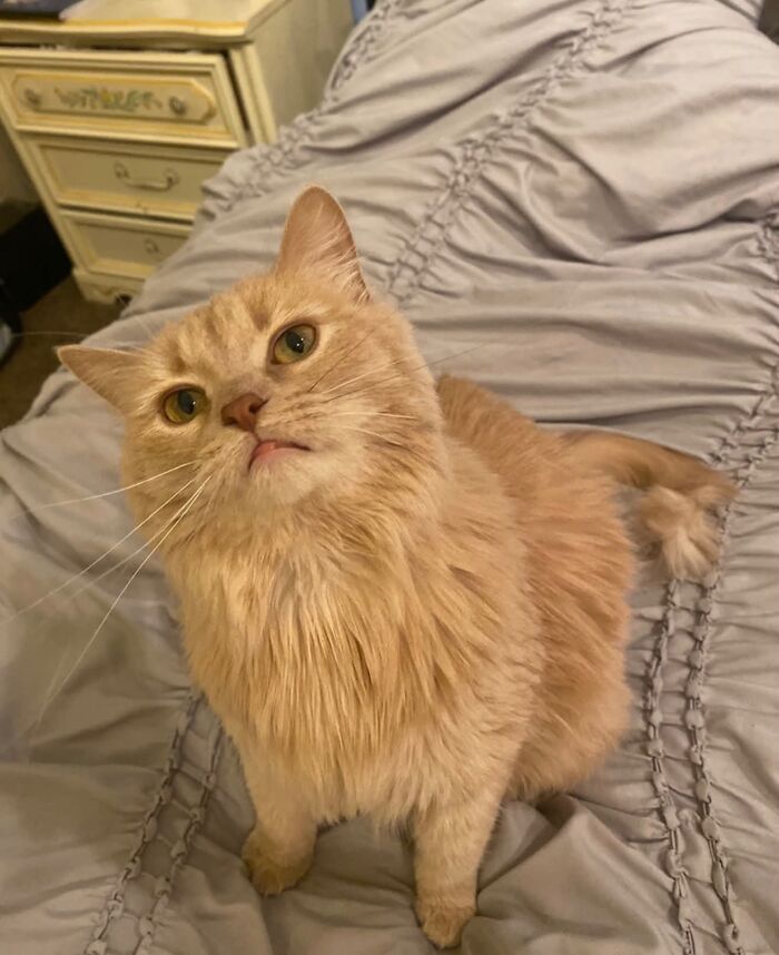 A charming orange cat on a gray bedspread, looking up with a slight open mouth, revealing a small tongue, sharing a harmless secret that might warm your heart.