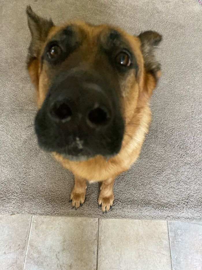 A close-up of a German Shepherd dog looking up at the camera, showing a harmless secret that warms hearts.