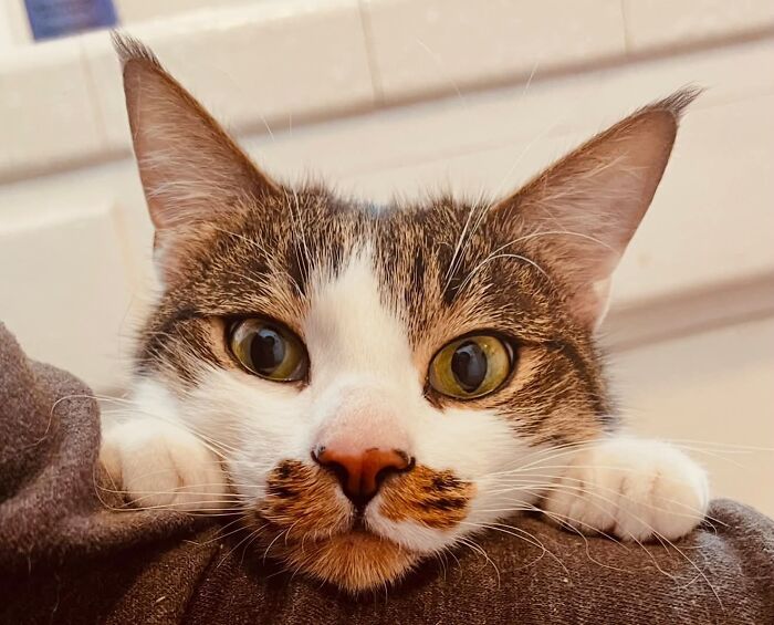 A cute cat with big ears looking directly at the camera, a sweet sight and one of the harmless secrets people keep.
