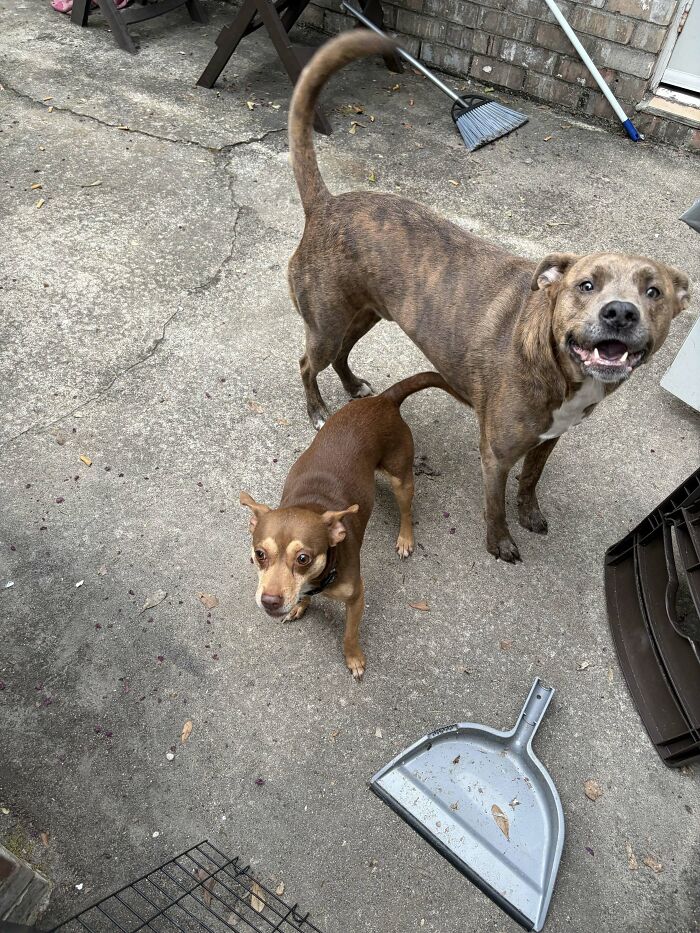 Two happy dogs, one large and one small, playing outdoors, sharing harmless secrets that warm your heart.