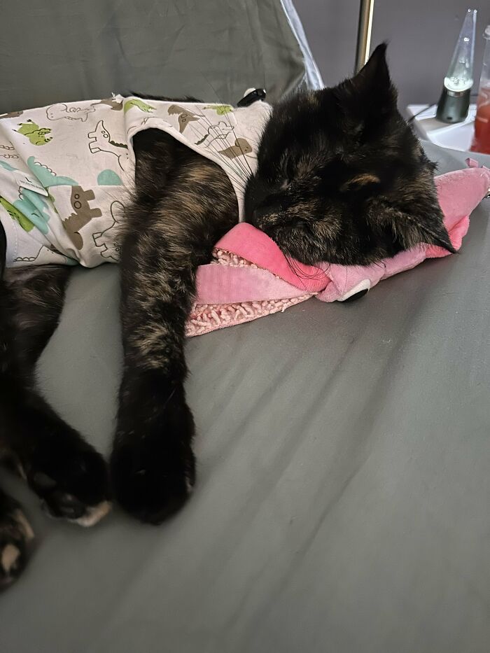 A cat in a patterned onesie sleeping soundly on a bed with a pink pillow, revealing harmless secrets that warm your heart.