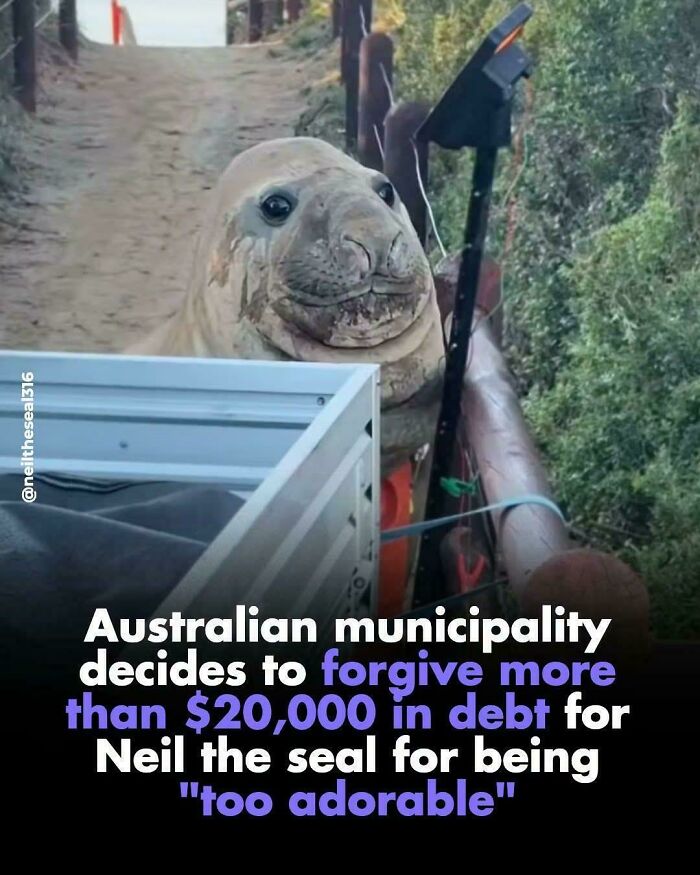 Screenshot of funny internet moment: Neil the seal smiling, debt forgiven for being too adorable by municipality.
