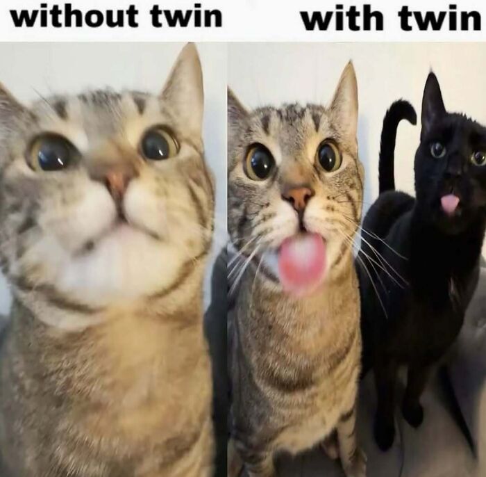 A meme split into two, showing a cat looking innocent on the left and with its tongue out on the right, next to a black cat, to change your mood.