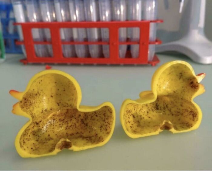 Two rubber duckies cut in half, exposing mold inside, an interesting and surprising photo of objects cut in half.