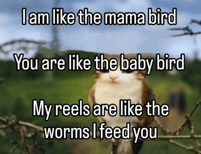 A meme featuring a bird, comparing reels to worms. This unhinged meme is sure to change your mood.
