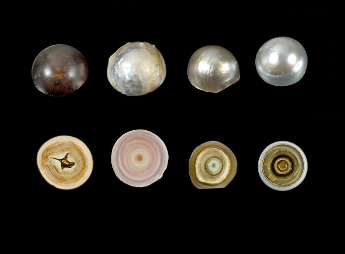 Interesting photos of pearls cut in half, revealing their surprising inner layers.