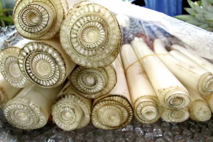 Surprising photos of banana tree trunks cut in half, showcasing their intricate spiral patterns.