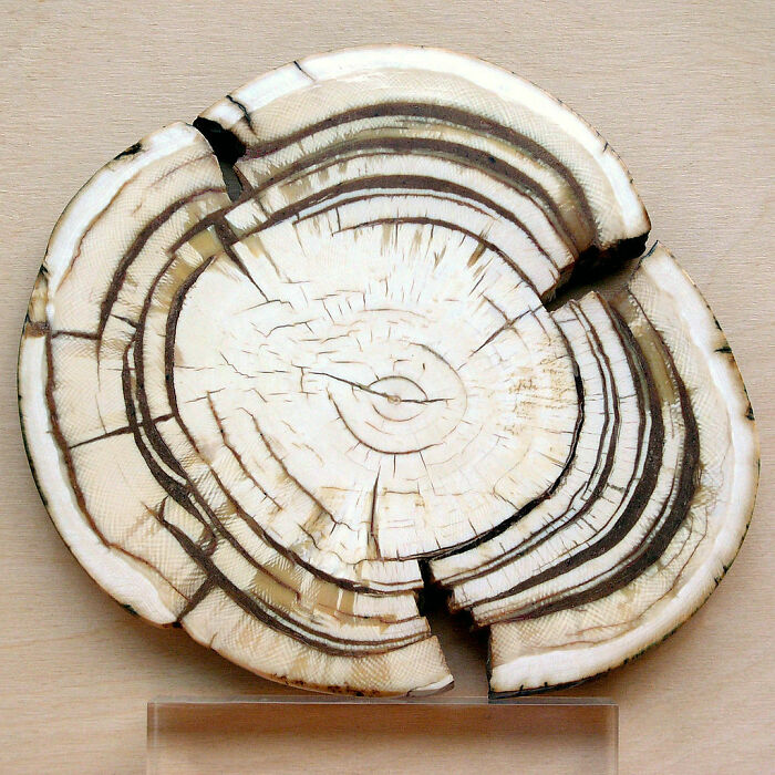 A fossilized tusk or bone section cut in half, showing concentric growth rings and internal textures, a surprising object cut in half.