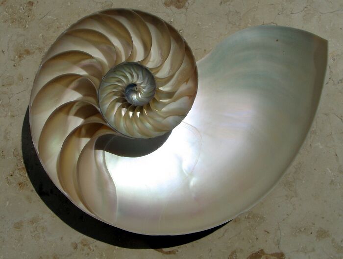A nautilus shell cut in half, displaying its perfect spiral and pearlescent interior, an interesting object cut in half.