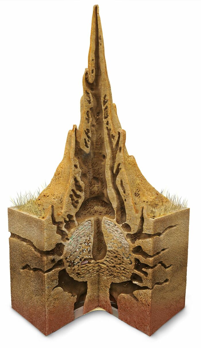 An intricate ant hill structure cut in half, showcasing its complex tunnels and chambers, a surprising photo of an object cut in half.