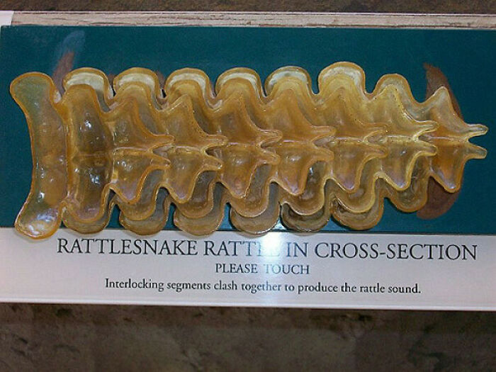 A rattlesnake rattle in cross-section, displaying its interlocking segments as a museum exhibit.