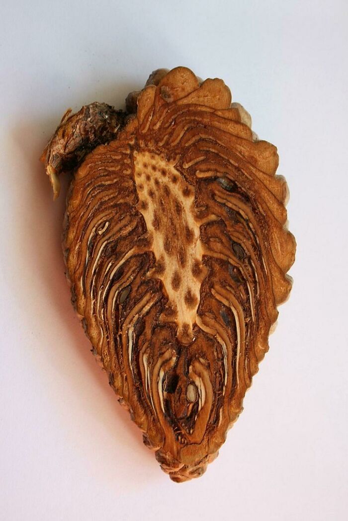 A detailed close-up of a pinecone cut in half, showcasing its complex, patterned internal structure.