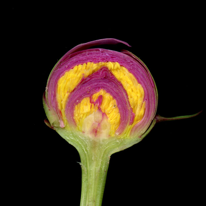 A cross-section of an artichoke bud on a black background, revealing purple and yellow layers.