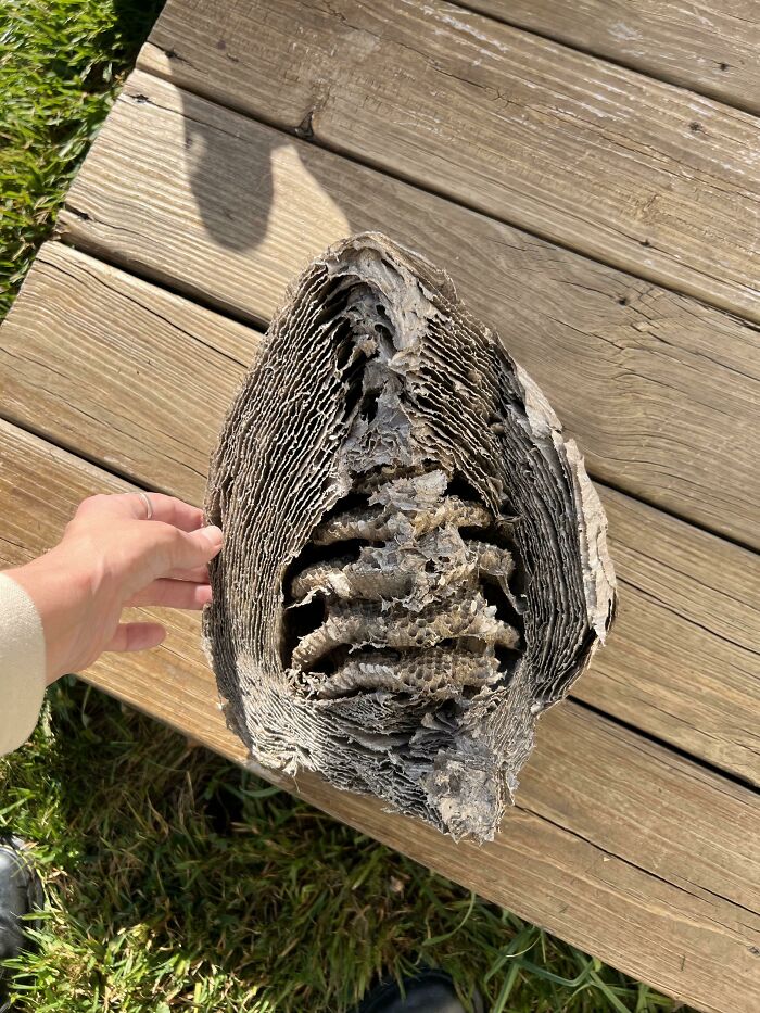 A person holds a large, dried wasp nest cut in half, revealing its intricate internal structure on a wooden deck.