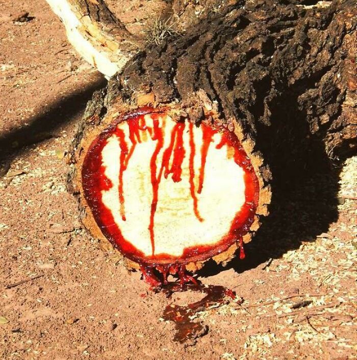 Surprising photo of an object cut in half: a tree trunk appearing to bleed red sap.