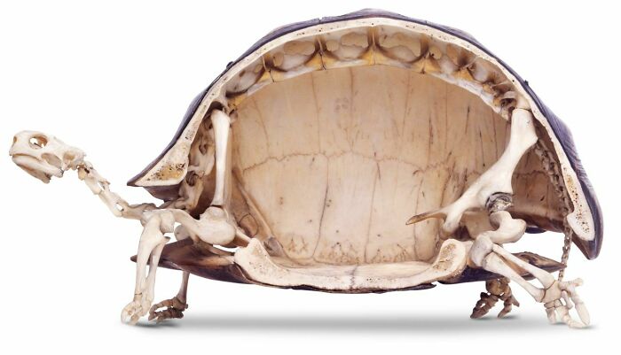 An interesting and surprising photo of a turtle shell cut in half, displaying its skeletal structure.