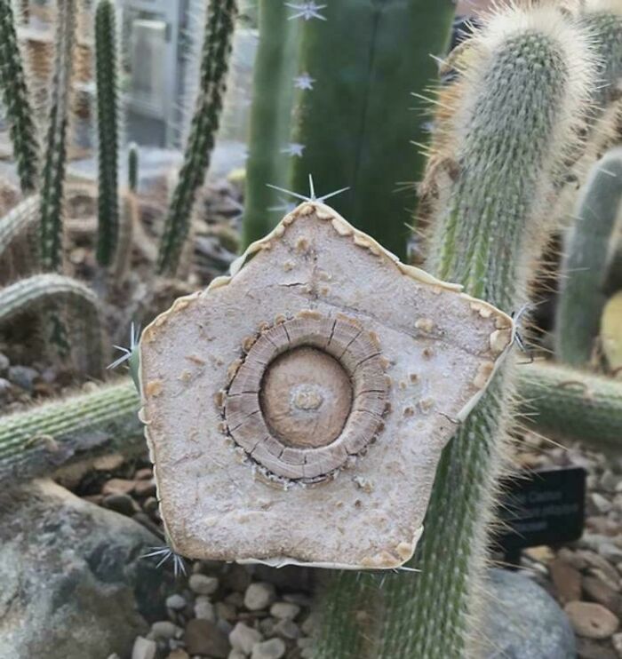 A surprising photo of a cactus cut in half, revealing its circular inner core and texture.