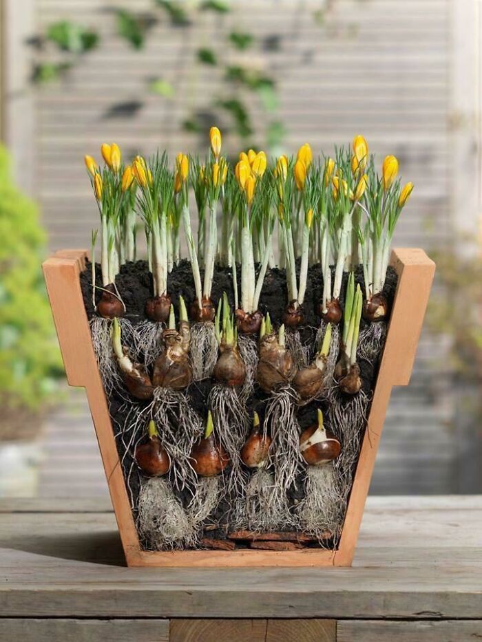 A surprising photo of a flower pot cut in half, exposing layers of crocus bulbs with roots and blossoming flowers.
