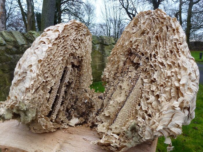 A large wasp nest cut in half, revealing its intricate honeycomb structure and layers, one of the surprising objects cut in half.