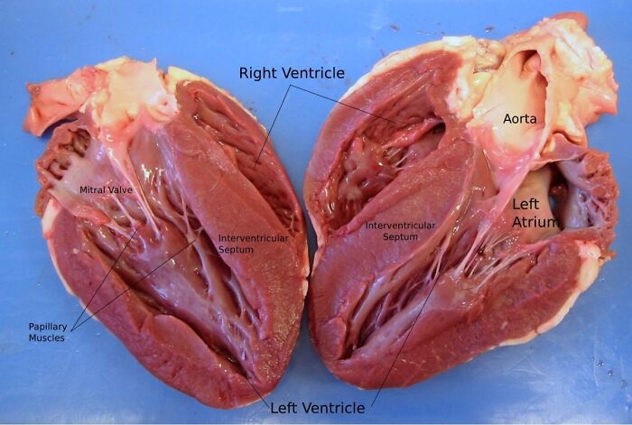 A surprising photo of an object cut in half: a heart, with anatomical features like ventricles, atrium, and valves labeled.