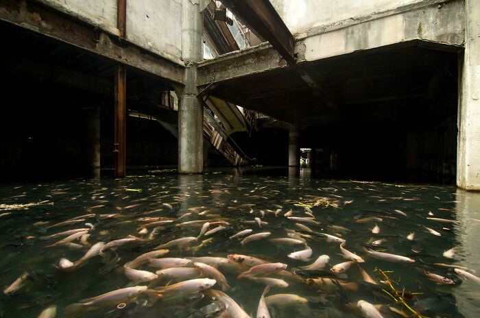 Exploring abandoned places: an eerie, flooded abandoned building with countless fish swimming in the murky water.