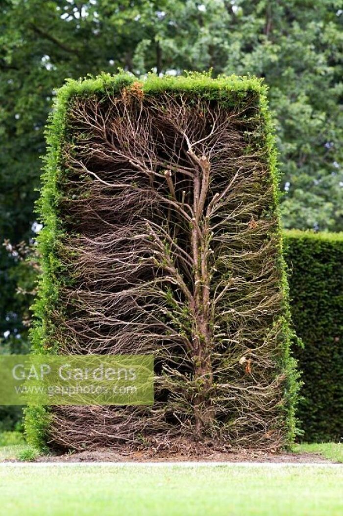 A meticulously trimmed hedge cut in half, revealing a complex network of branches inside, surprising photos of objects.