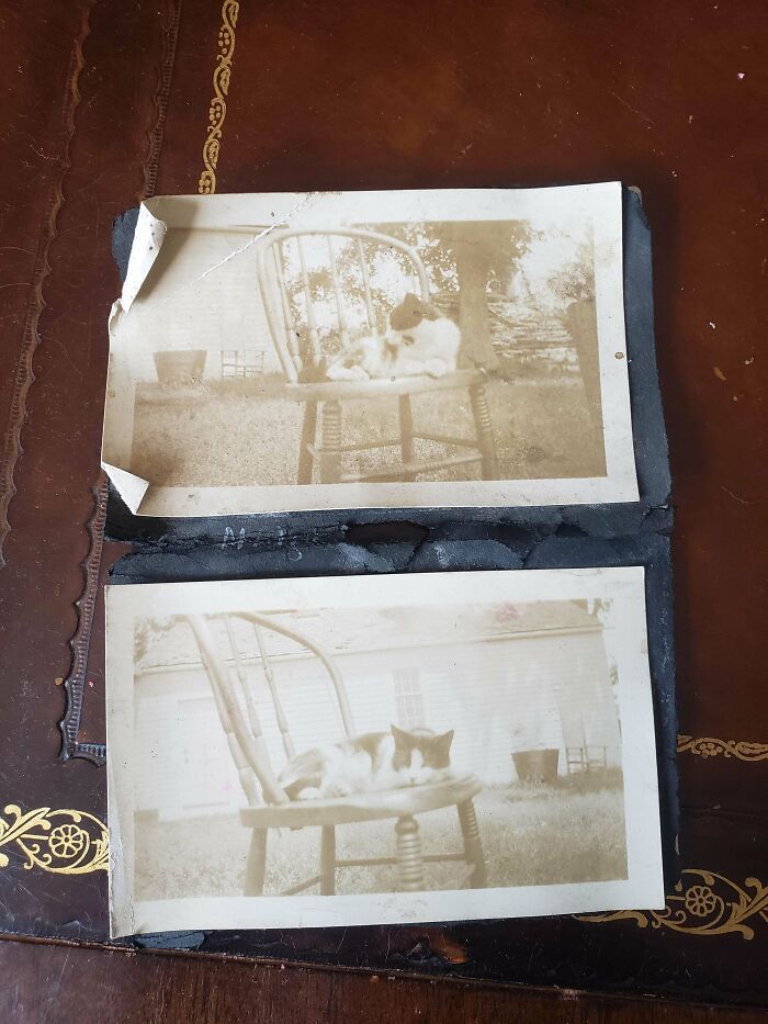 Two sepia-toned old photographs of a cat sitting on a wooden chair outdoors, a discovery from exploring abandoned places.