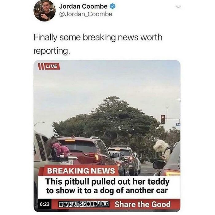 A wholesome image of a news report about a pitbull showing a teddy to another dog. This oddly wholesome image makes you breathe a little easier today.