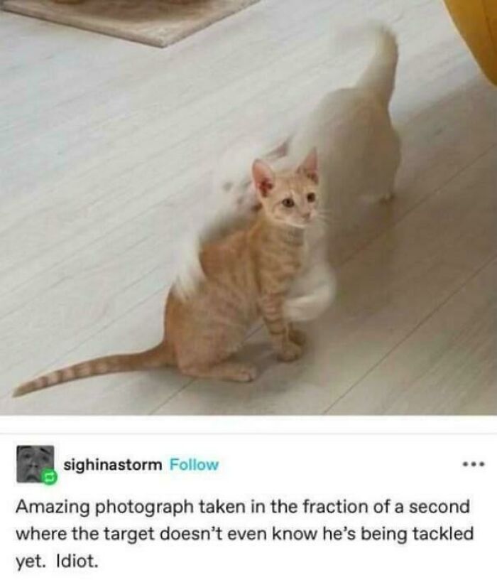 An image of an orange kitten being tackled by a white cat, one of the best things shared on Tumblr.