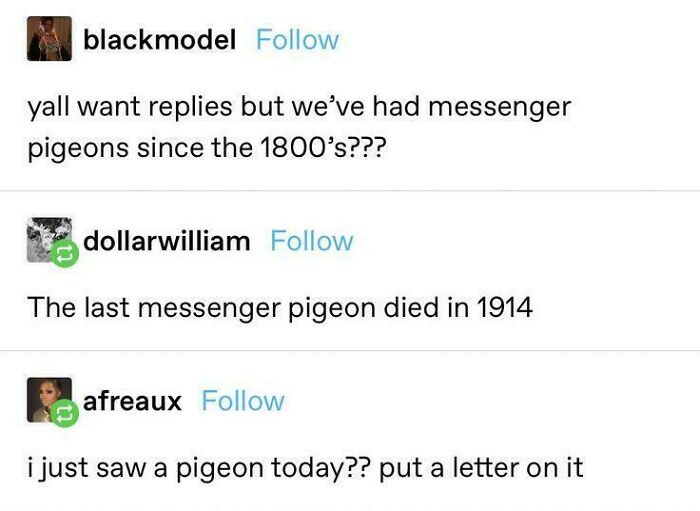 A humorous Tumblr exchange about messenger pigeons, one of the best things shared on Tumblr.