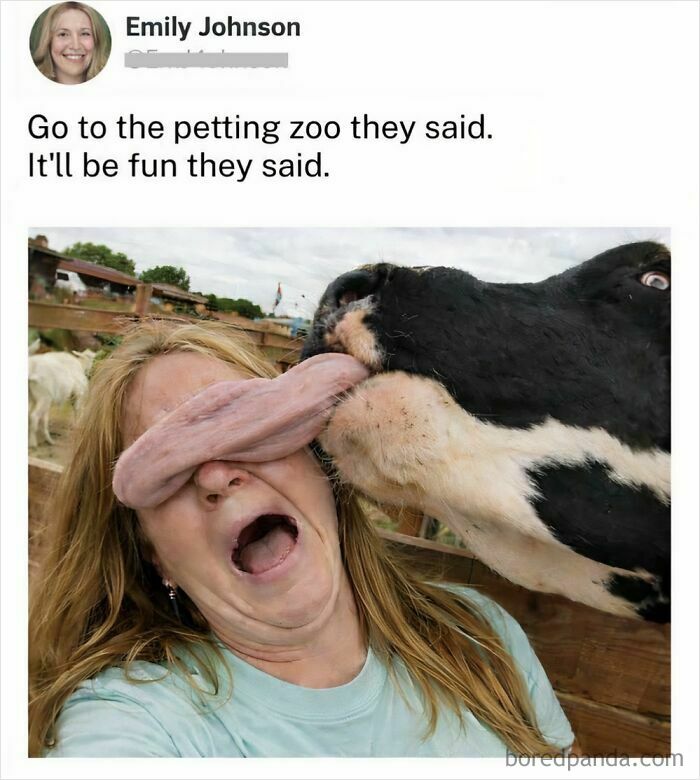 A woman with a funny expression as a cow licks her face, creating a memorable animal meme moment.