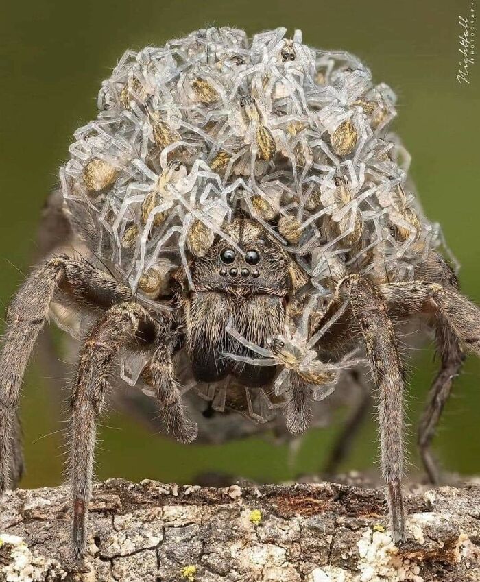 A detailed close-up of a large spider carrying numerous tiny spiderlings on its back, a wholesome image.