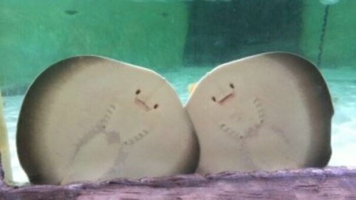 Wholesome images of two smiling stingrays with human-like faces, side-by-side in an aquarium.