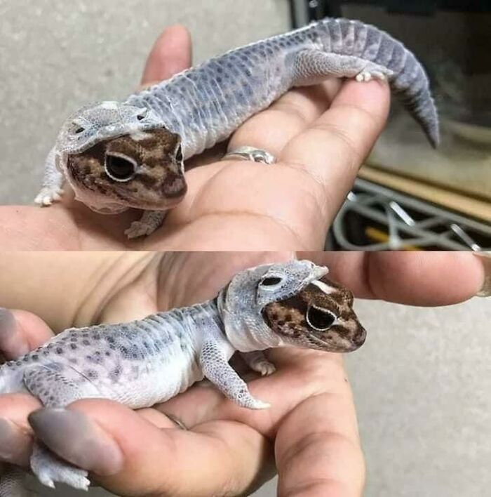 Wholesome images of a small gecko shedding its skin, with its old skin peeled back from its head.