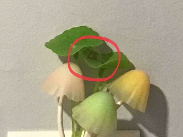Wholesome image of a tiny frog hidden on a green leaf, near colorful mushroom-shaped nightlights.