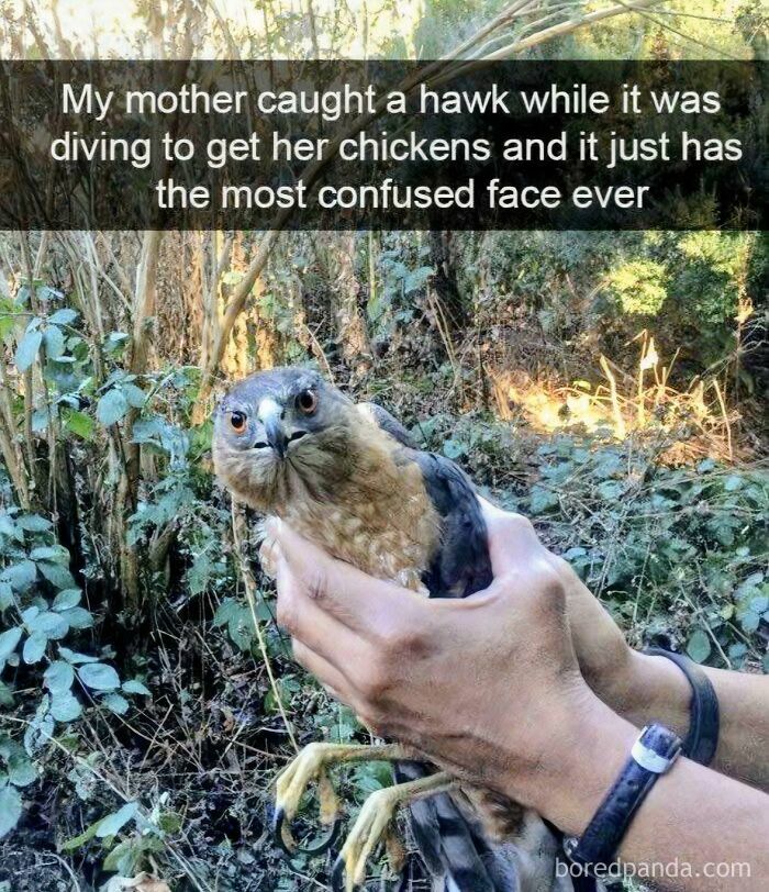 An animal meme of a confused hawk caught by a mother protecting her chickens, making your day better.