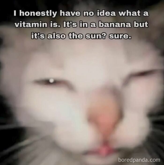 A blurry white cat animal meme looking confused, asking about what a vitamin is.