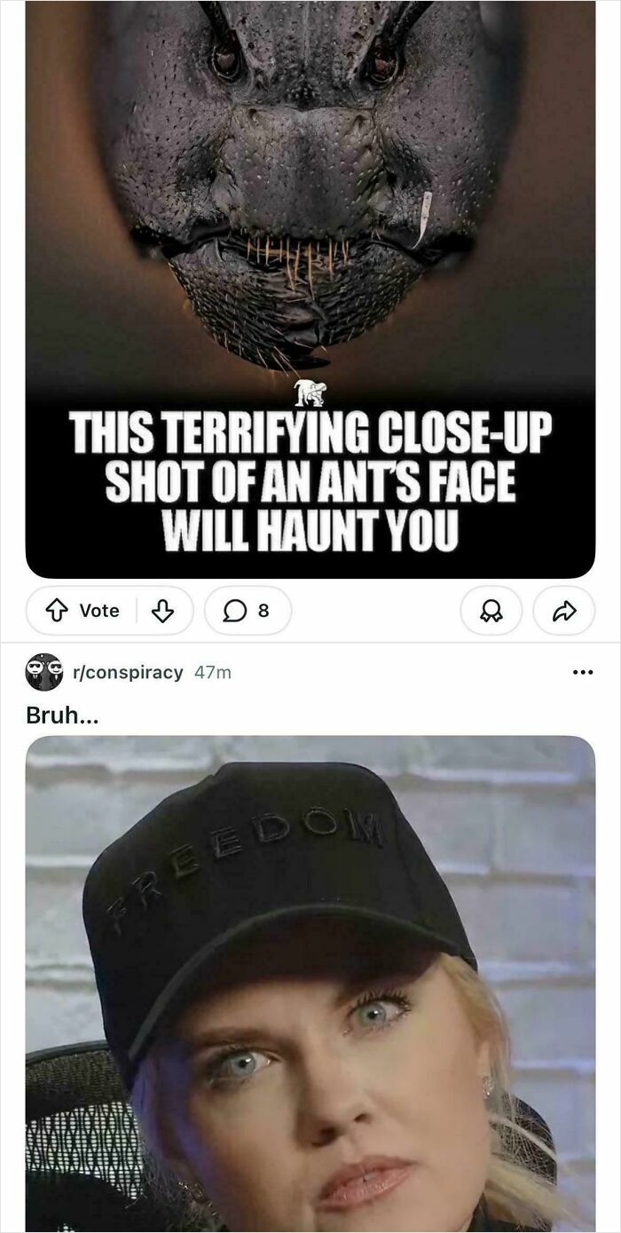 Funny internet moment featuring a screenshot of a terrifying ant close-up and a woman in a Freedom hat.