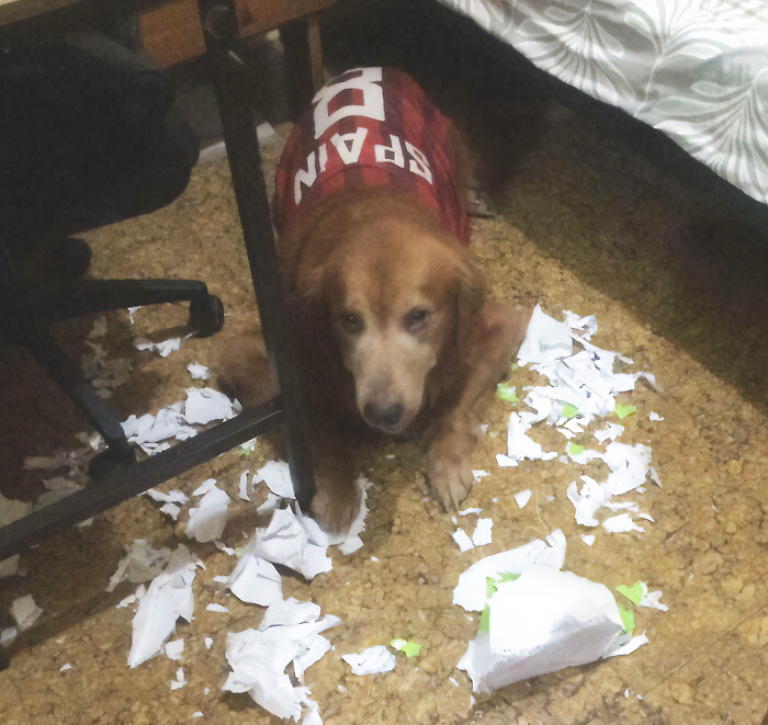 A baffling image of a golden retriever wearing a Spain shirt, sitting amidst torn paper on the floor.