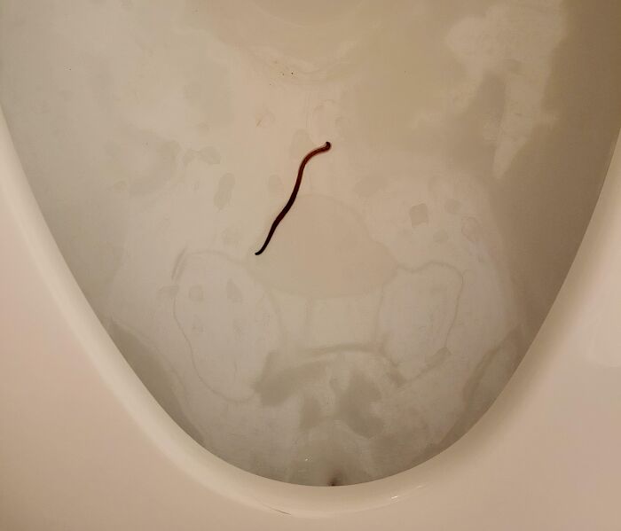 A single red worm floating in white water inside a toilet bowl, one of the baffling images.