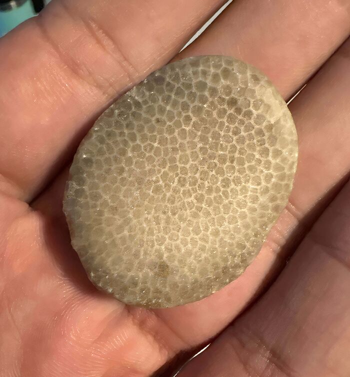 A person holding an oval-shaped fossilized coral with a honeycomb pattern, among baffling images.