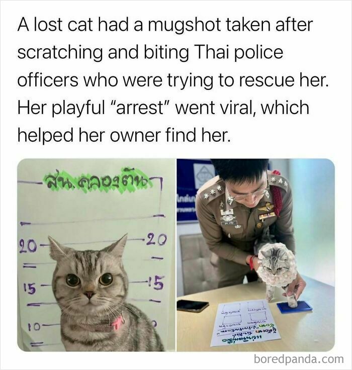 A viral animal meme of a cat mugshot after biting police, making everyones day brighter and better.