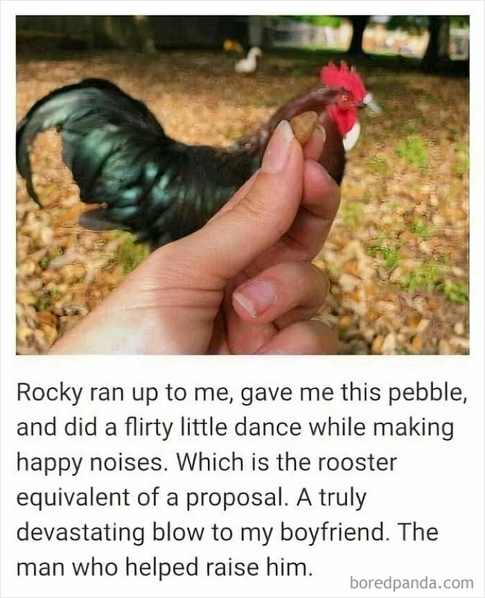 A hand holding a pebble with a rooster in the background, part of a funny animal meme about a rooster's proposal.