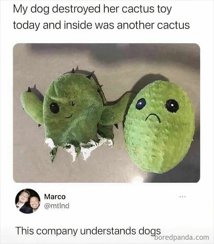 A funny animal meme showing a dog's destroyed cactus toy revealing another cactus inside, making your day brighter.