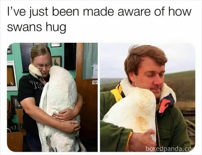 Two images of people hugging swans, demonstrating how swans hug in an animal meme.