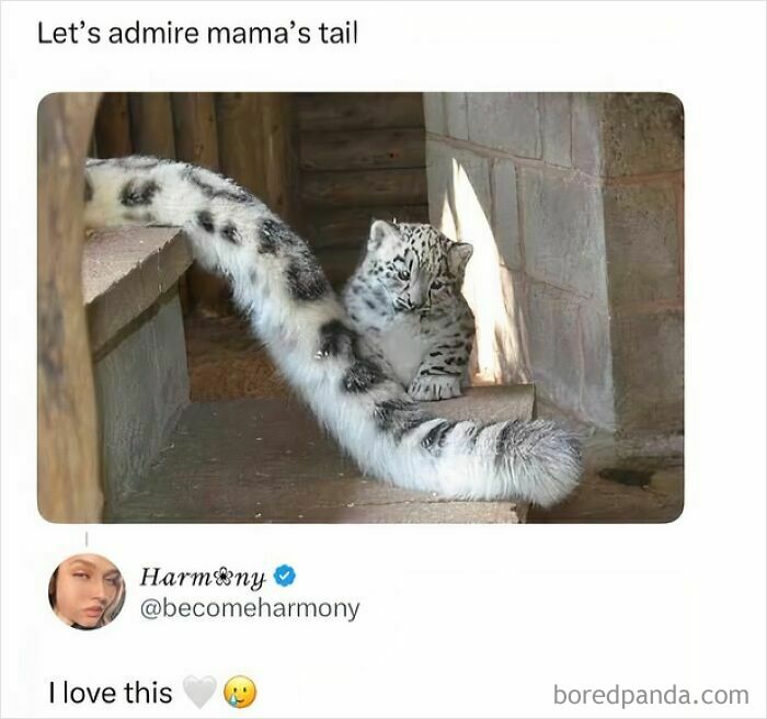 An adorable snow leopard cub sitting next to its mother's fluffy tail, a sweet animal meme for a brighter day.